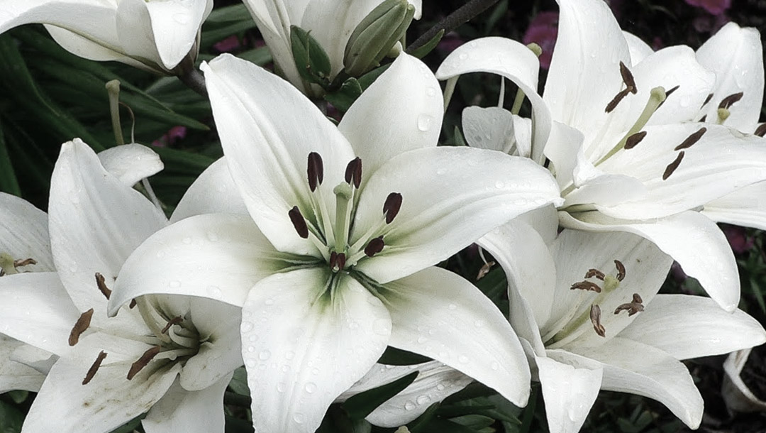 LILY-WHITE-BASEBALL